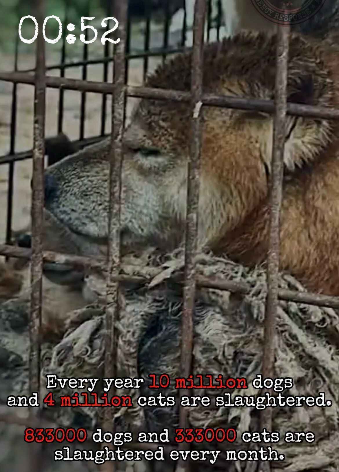 Help No Dogs Left Behind End the Dog Meat Trade image