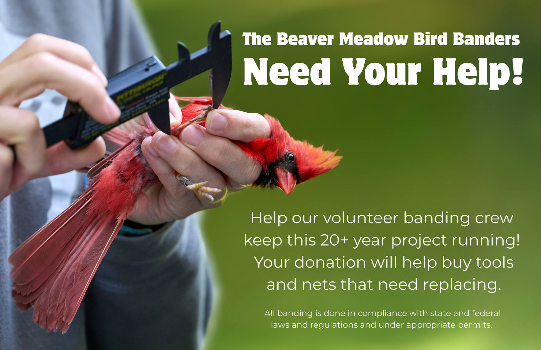 Help Our Volunteer Banding Crew Keep this 20+ Year Project Running! image