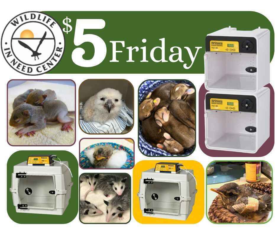 $5 Friday: Give Warmth to Baby Wildlife image