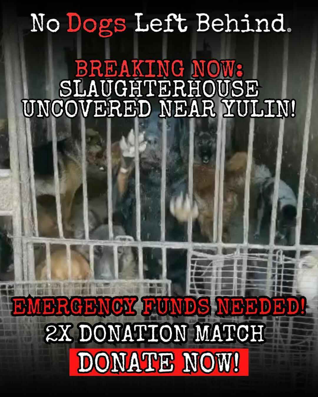 CRITICAL NEED, EMERGENCY RESPONSE: Slaughterhouse Uncovered outside Yulin  image