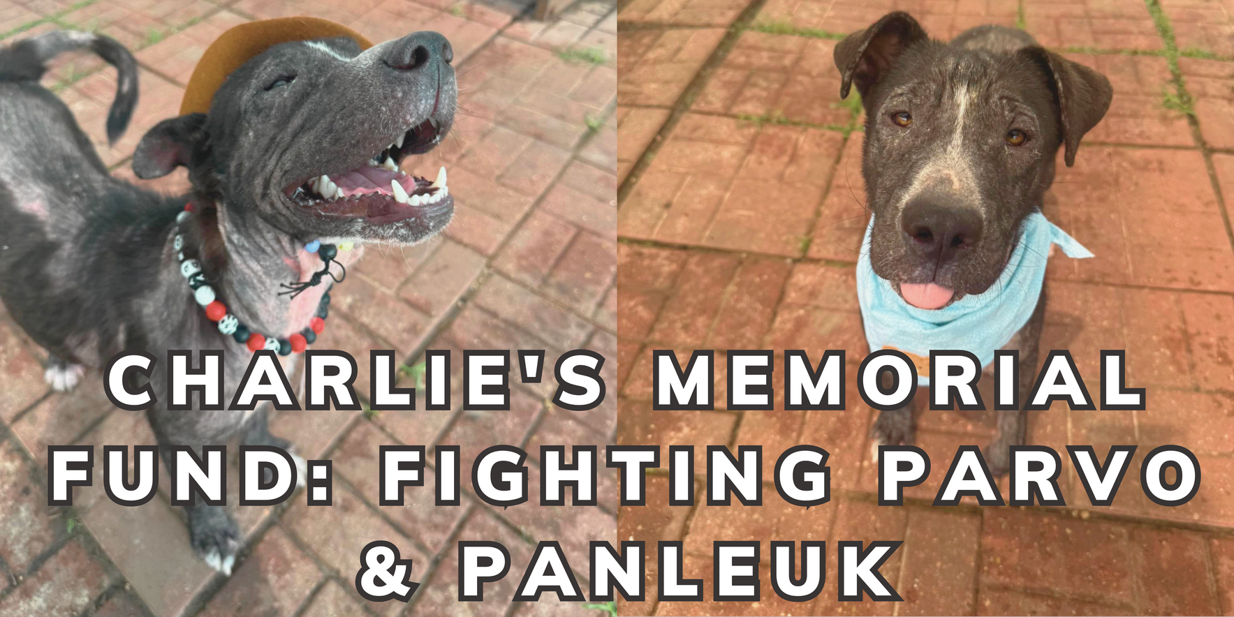 RESCUED PETS MOVEMENT INC image