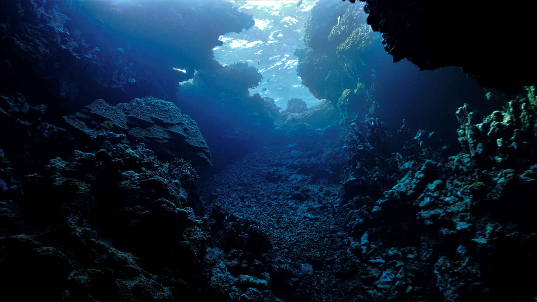 The Ocean Connects Us All image