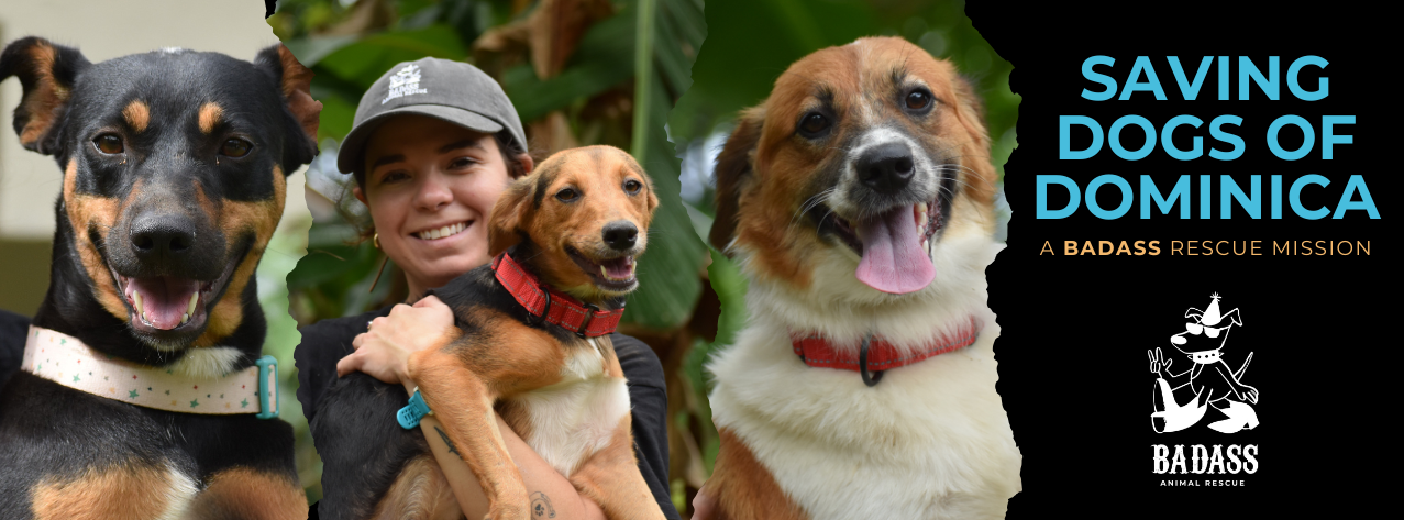 Saving Dogs of Dominica: A Badass Rescue Mission image