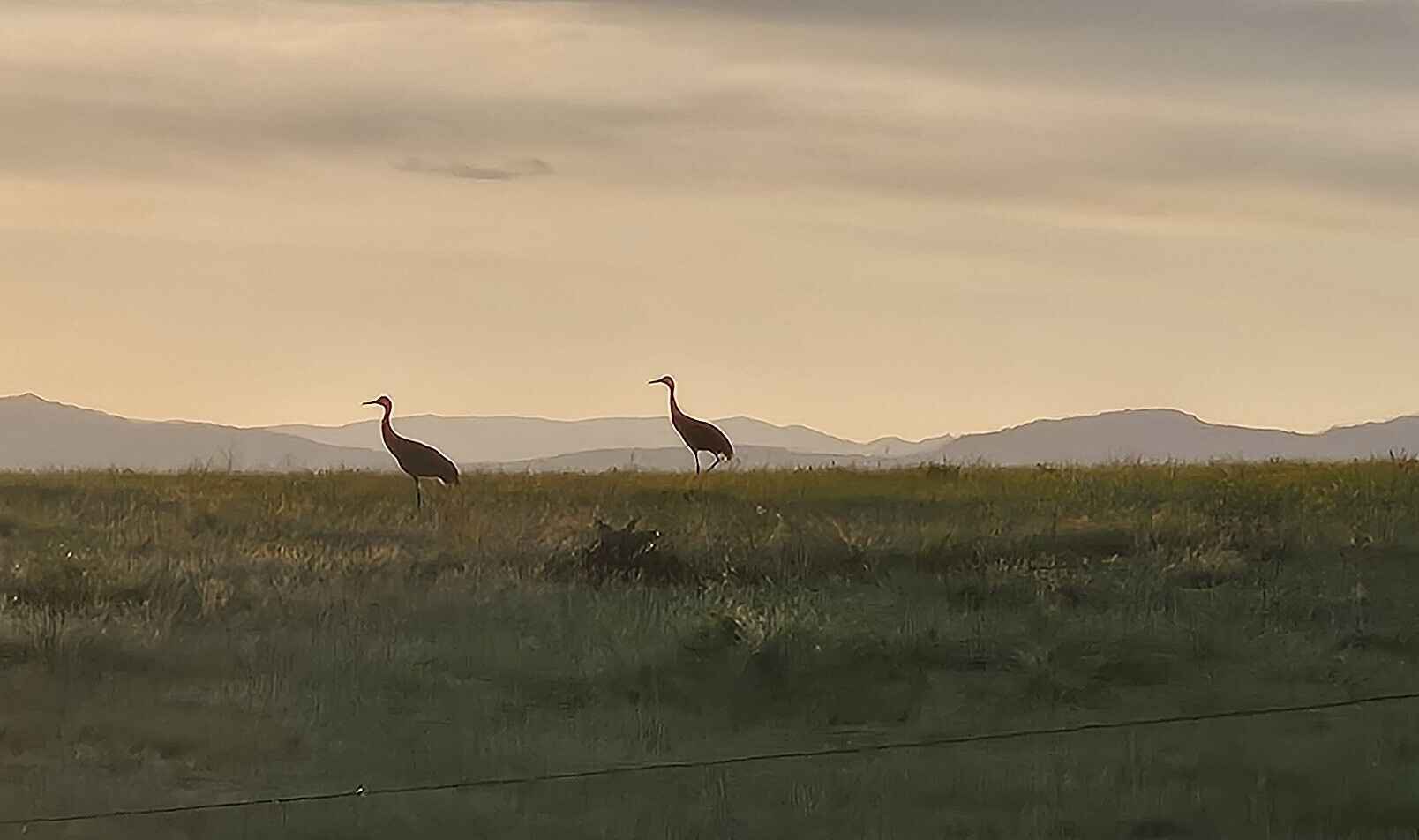 Support the Crane Nest Camera Project! image