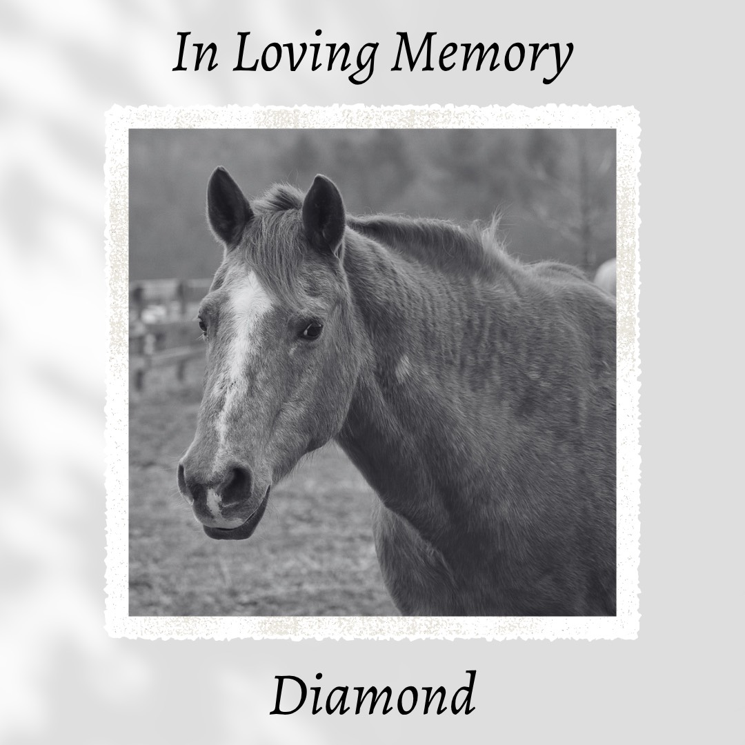 In Loving Memory of Diamond image
