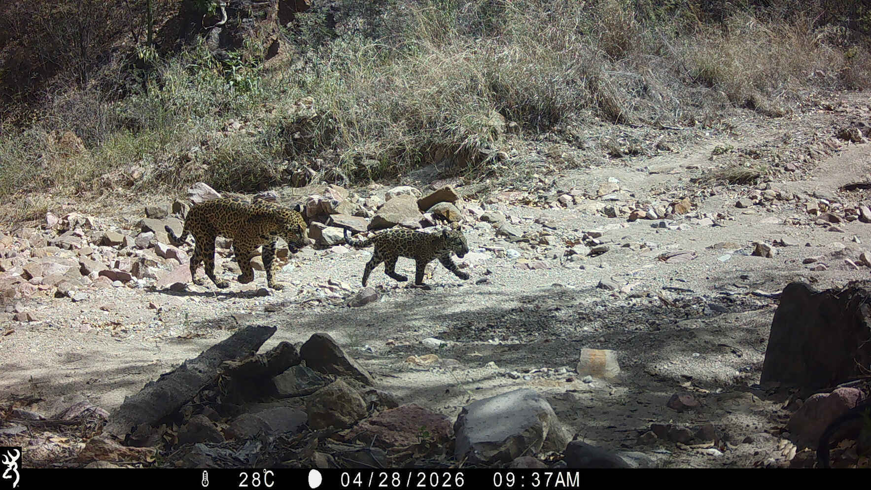 Jaguar Naming Campaign! image