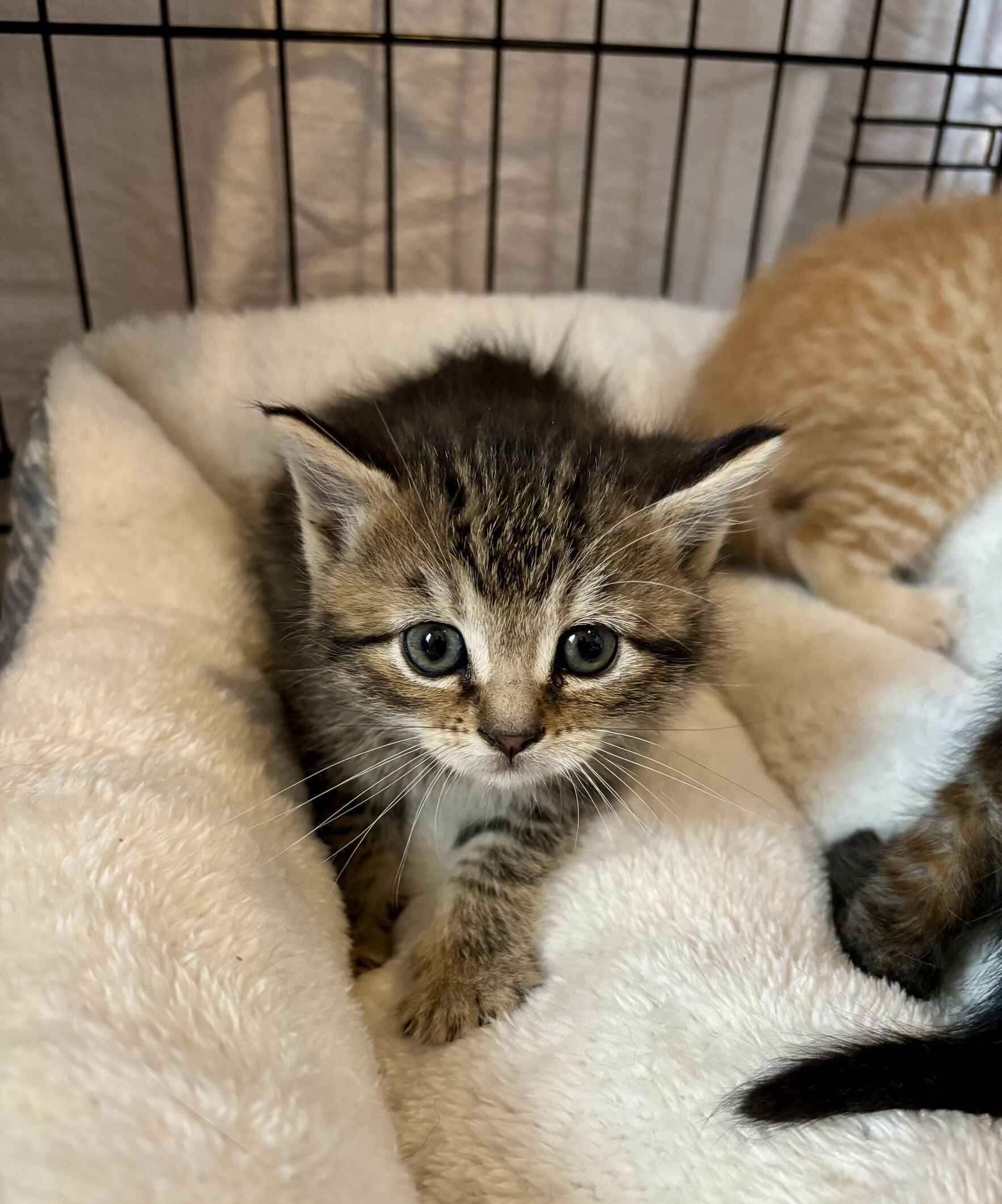 Kitten Season is Here image