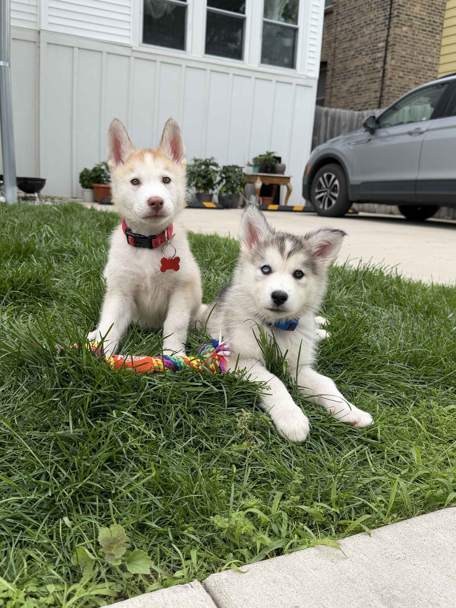 Fire & Ice's Summer Puppy Fund image