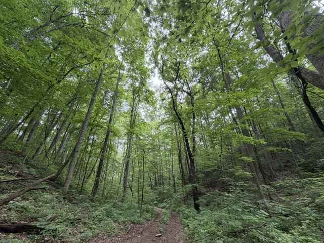 Help us protect 638 acres along the edge of the Great Smoky Mountains National Park! image