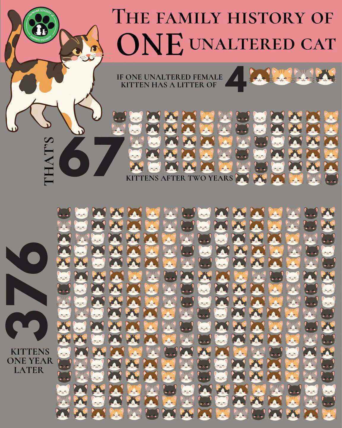 Community Cats Need Community Support image