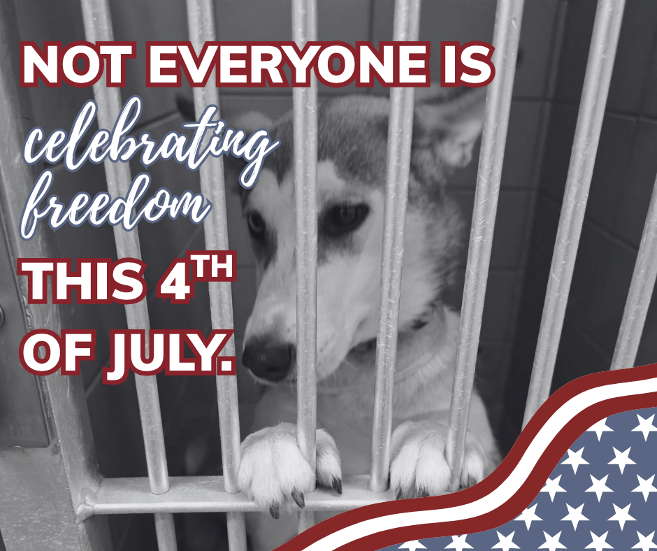 Did you know that dozens of dogs lose their life every day because of overcrowding? image