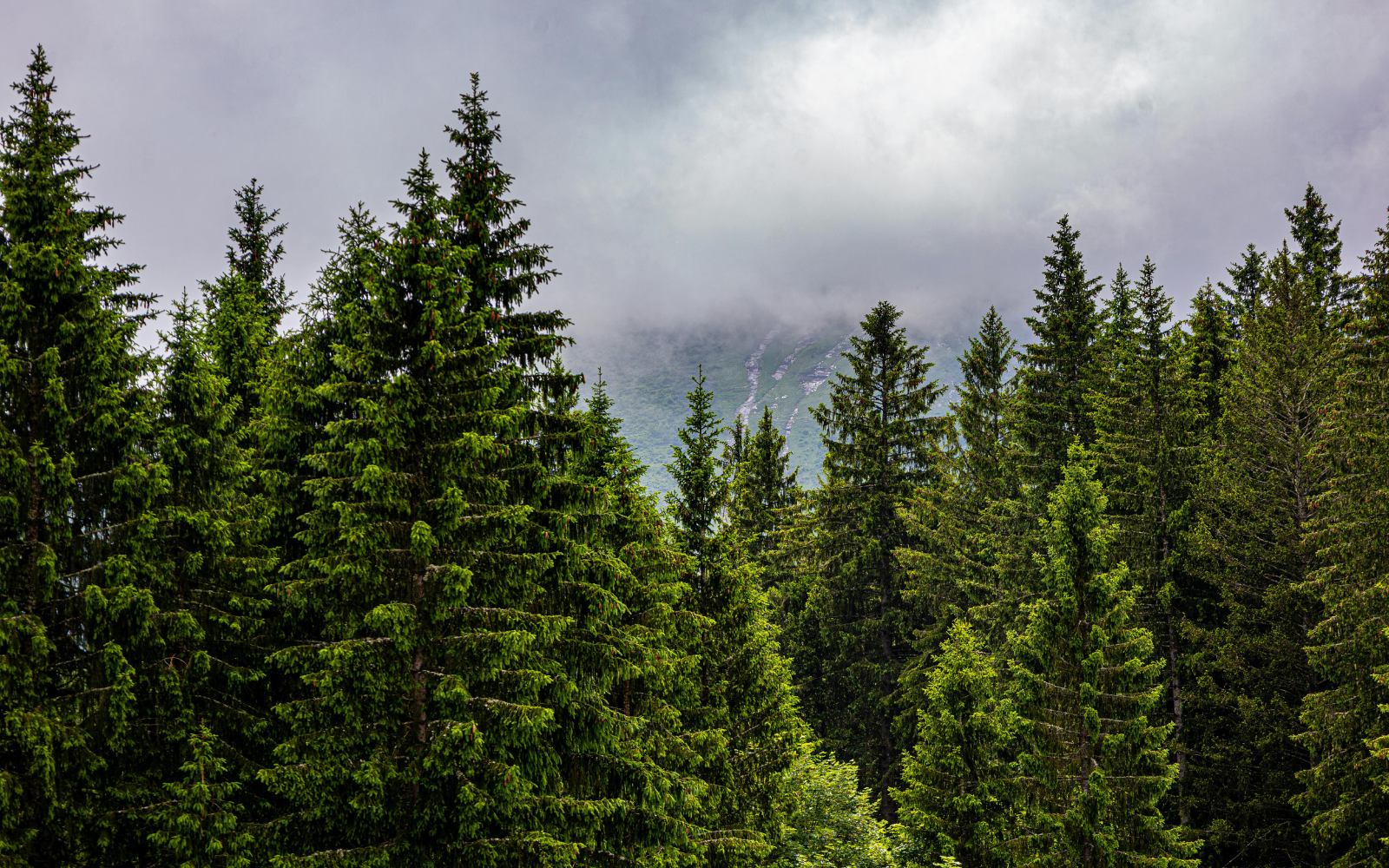 The Evergreen Fund: Where Every Gift Grows. image