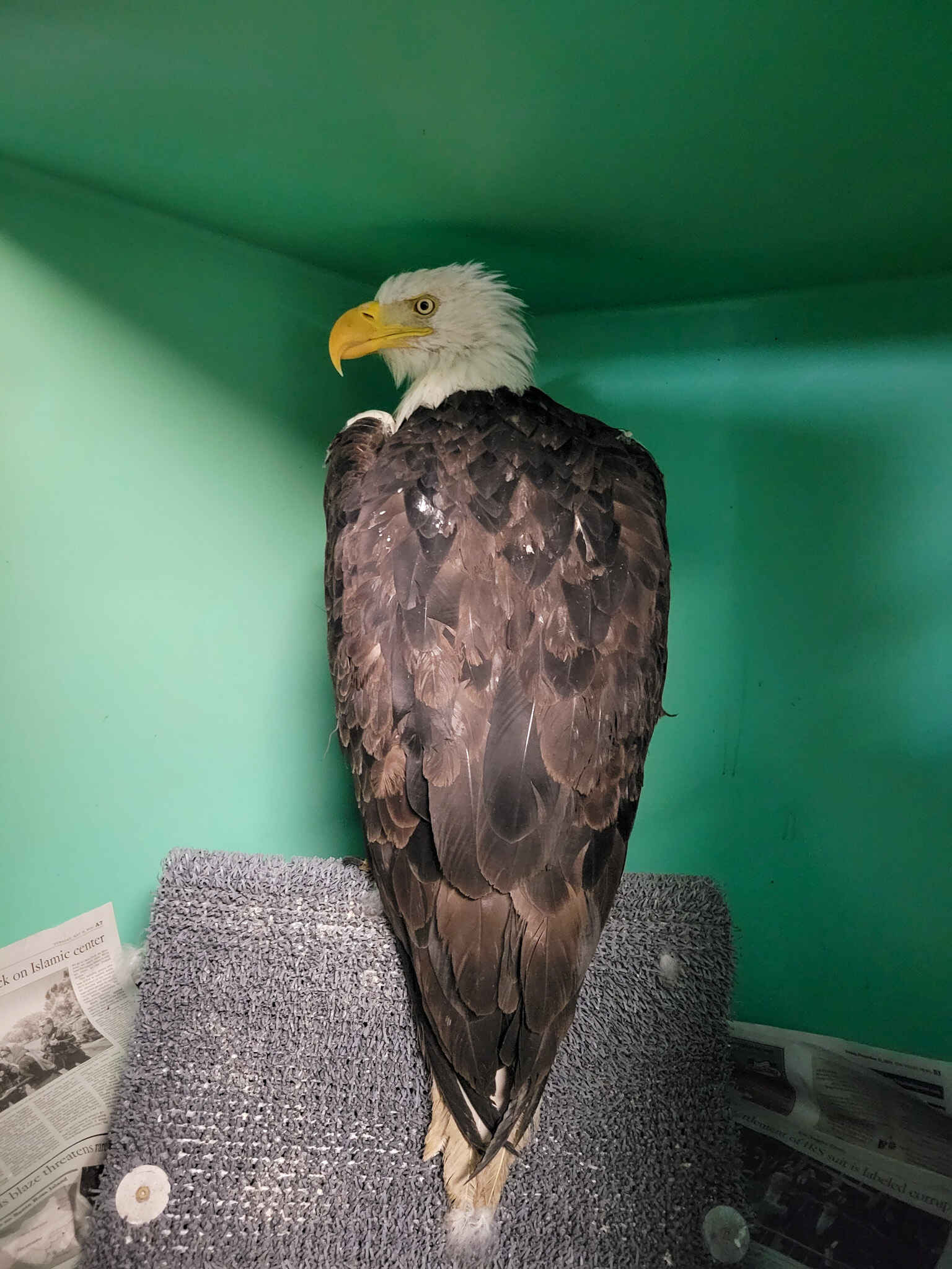 Every Eagle Deserves a Second Chance image