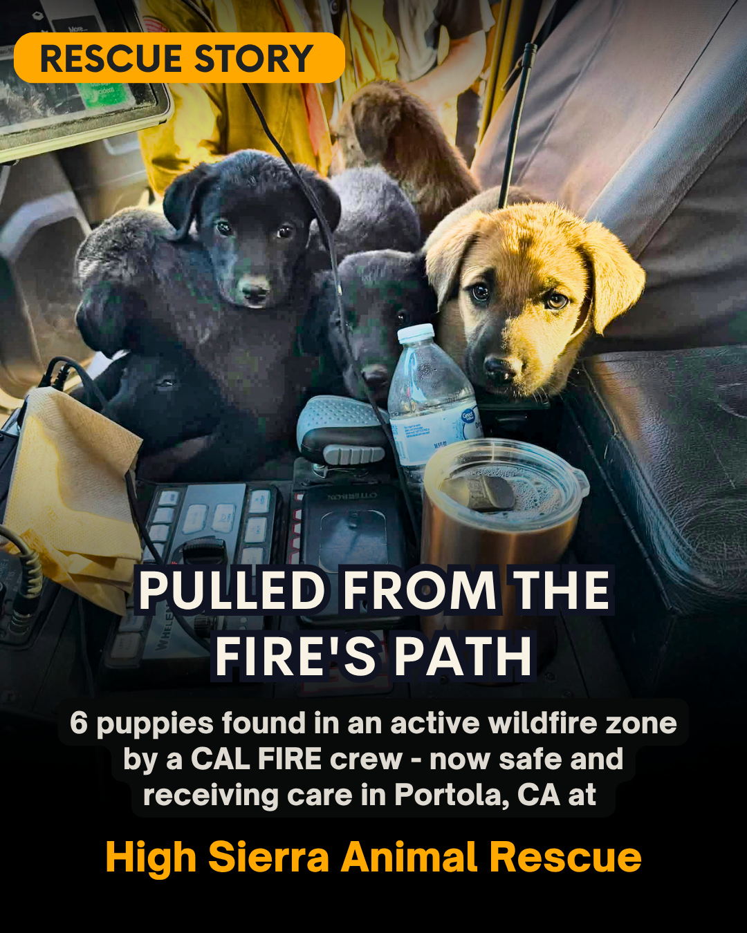 Six Puppies Escaped a Wildfire - Now They Need You image