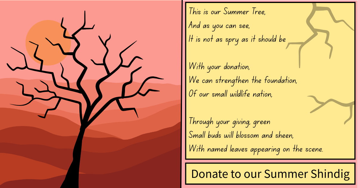The Summer Shindig is ON! image