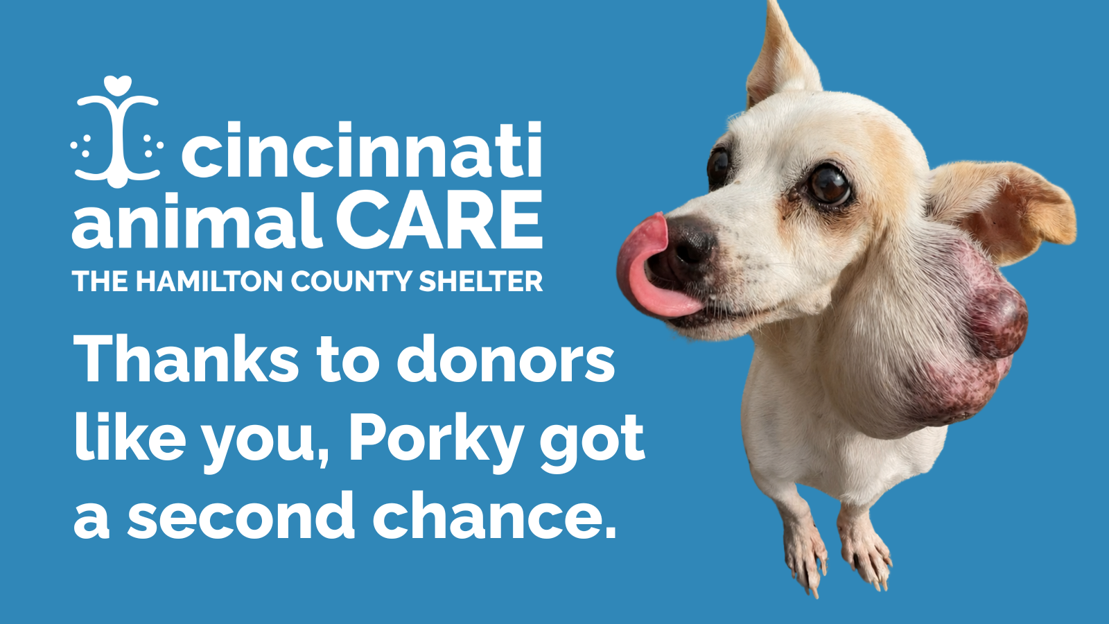 Thanks to donors like you, Porky got a second chance. image