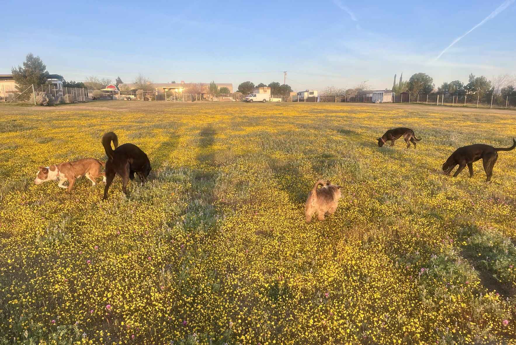 Your Good Deed For Our Paws In Need! image