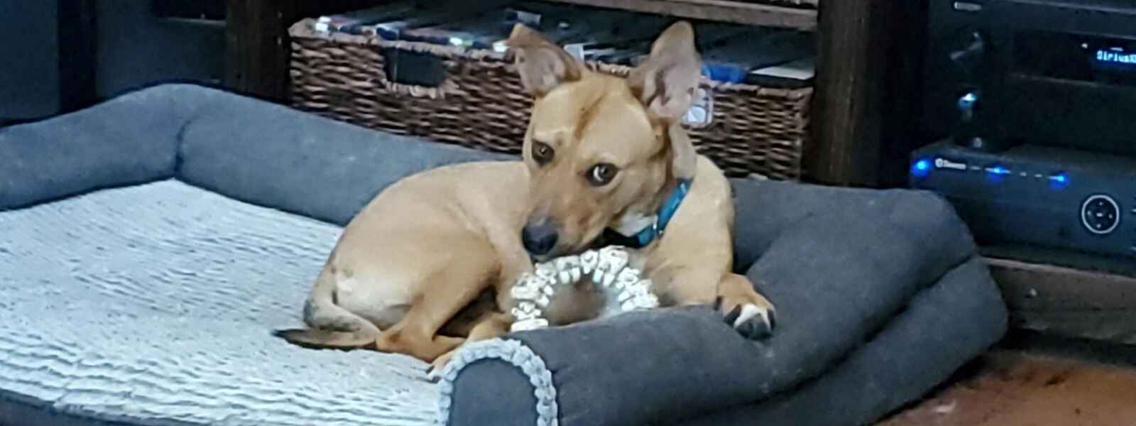 Help Ginger Finish Her Journey to a Pain-Free Life image