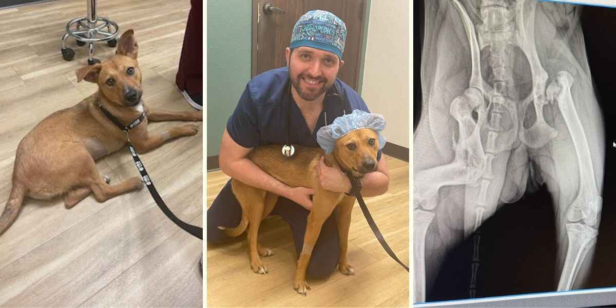 Restoring Ginger’s Steps: A Two-Part Journey to a Pain-Free Life image