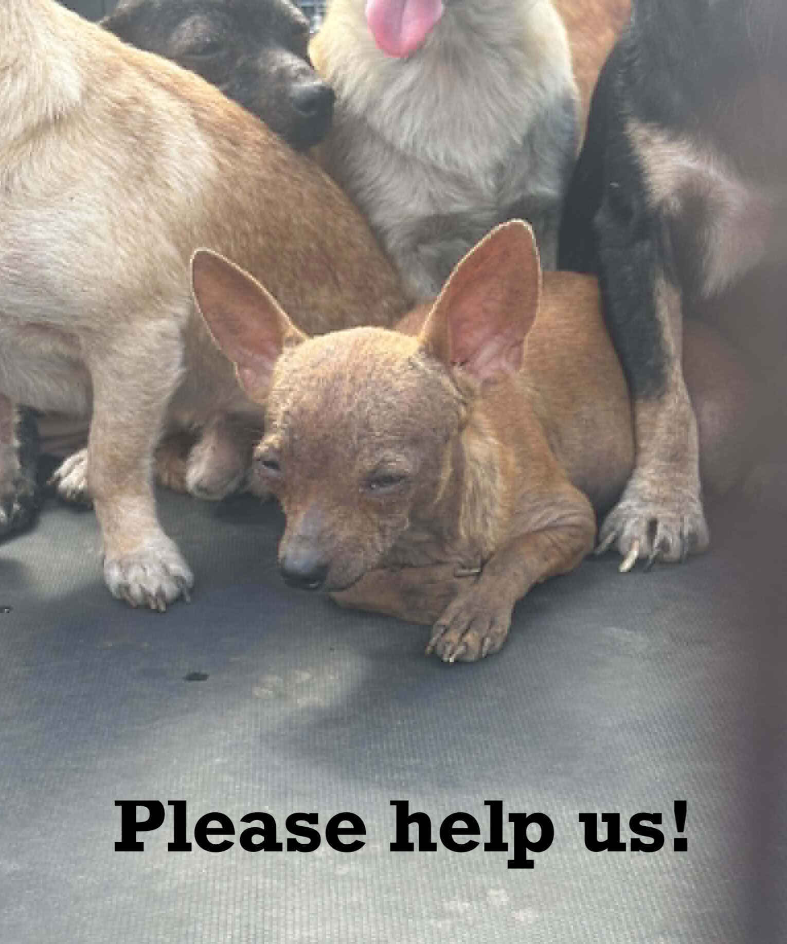 Guardians is on the ground in Western Kentucky  to Save Mill Dogs. image