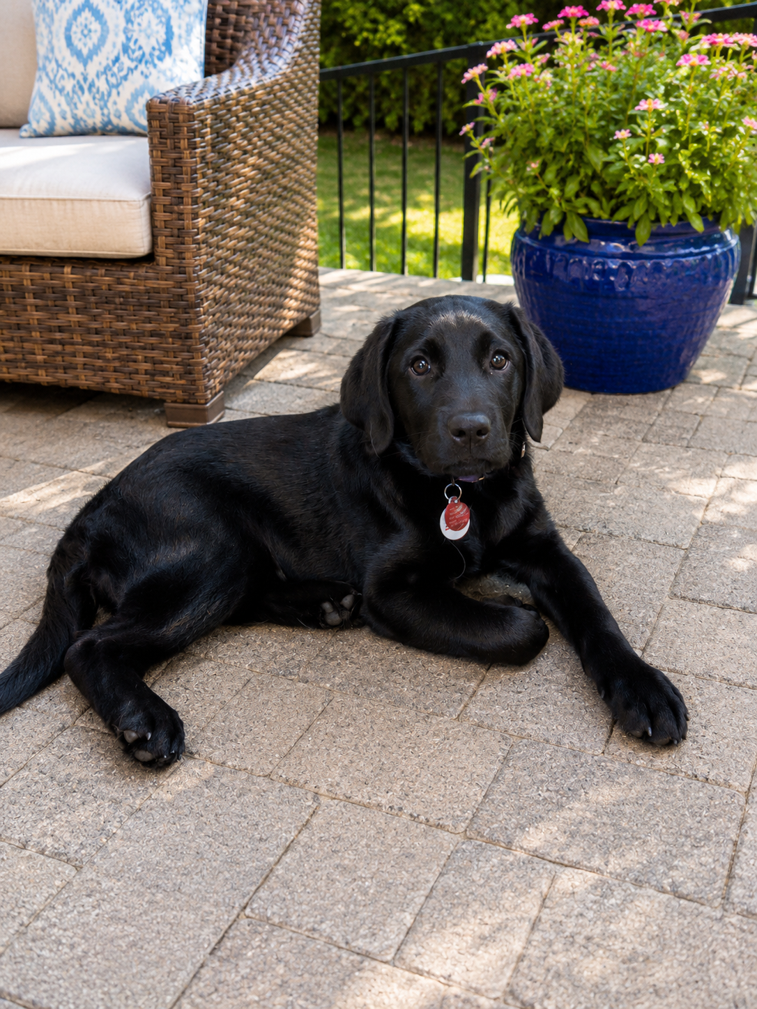 Help us Raise a Puppy and Change a Life! image