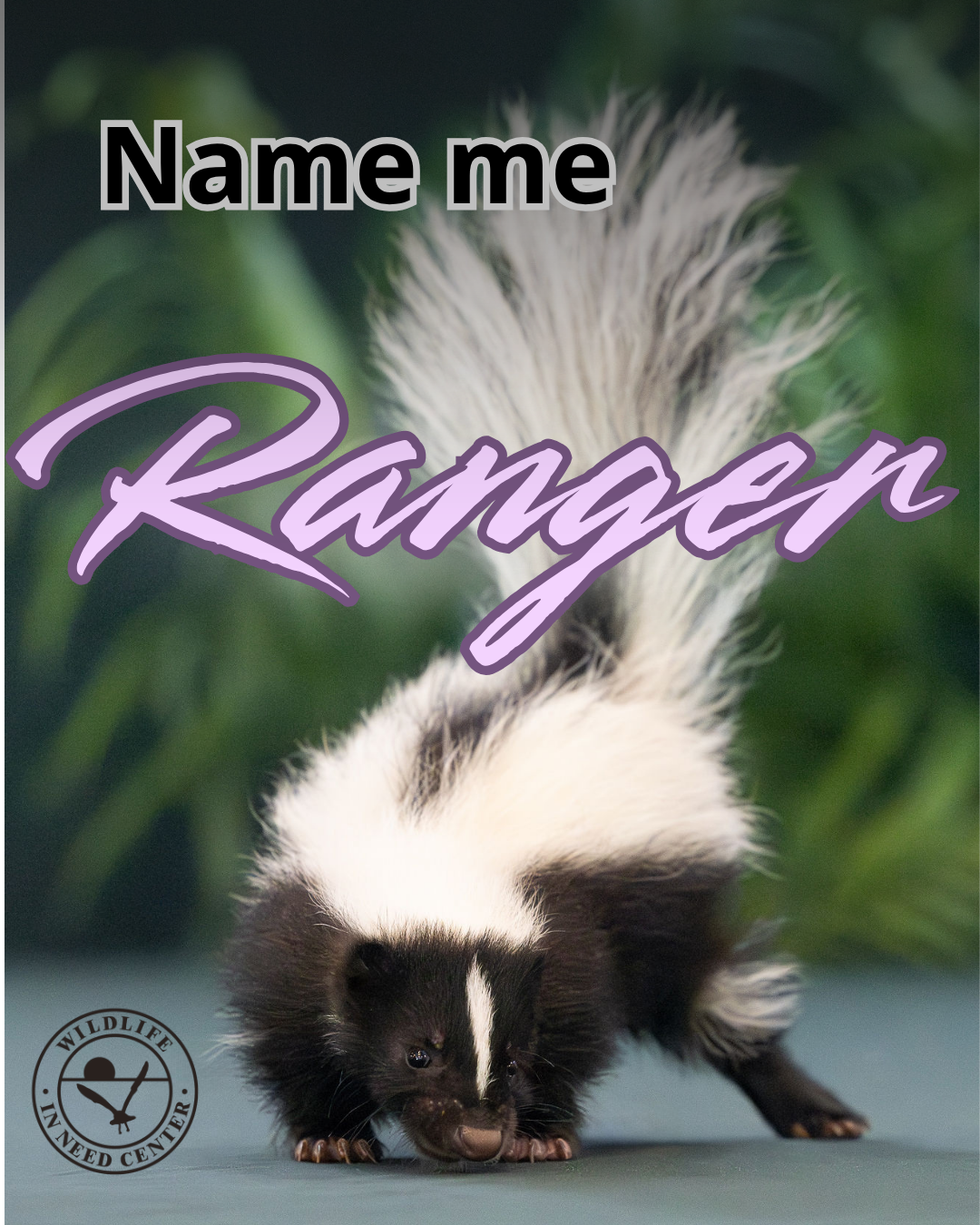 Name me Ranger! image