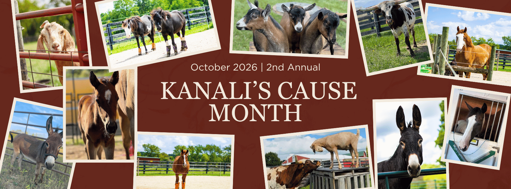 Shine a Light on Animal Rescue and Healing  image