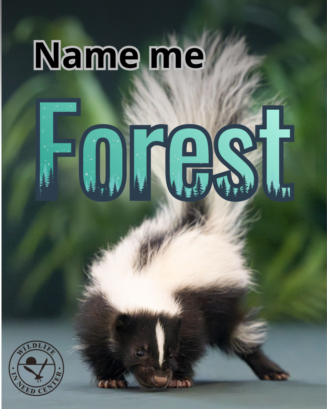 Name me Forest! image