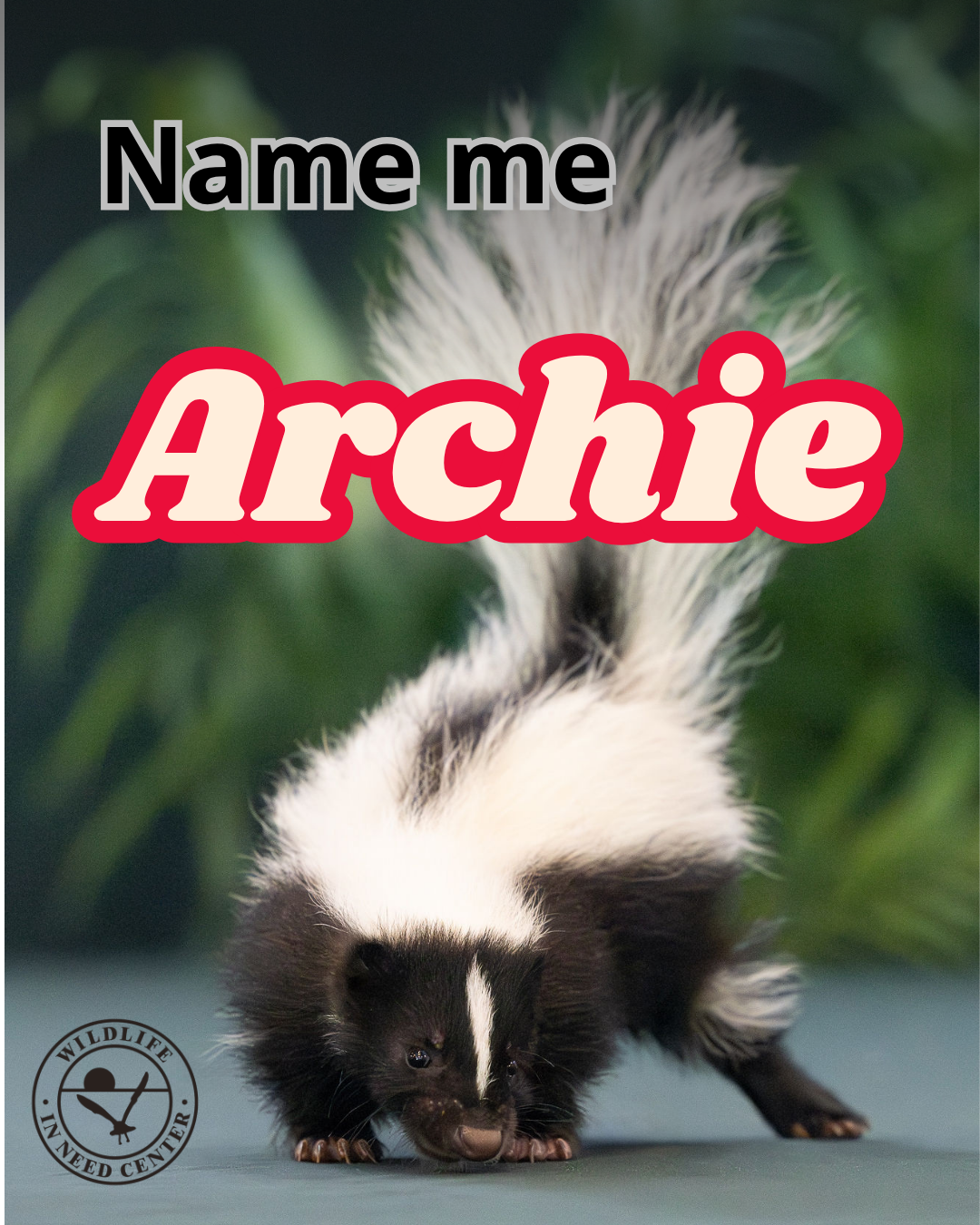 Name me Archie! image