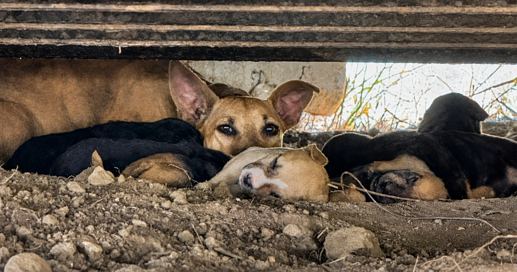 For the Homeless, Abandoned and Strays, Life Can be Better with Your Support! image