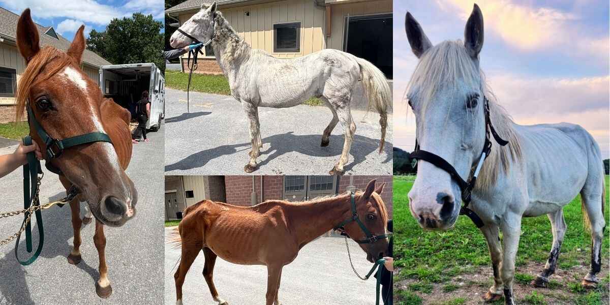 Help 18 Rescued Horses Begin Their Journey to Safety image