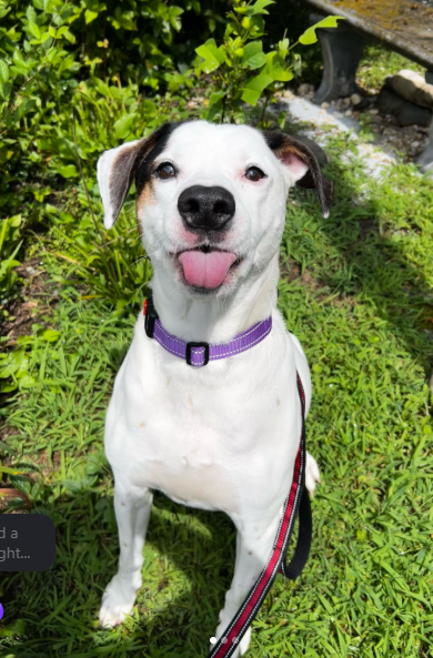 Help us find Eddie and "Laura" a home. image