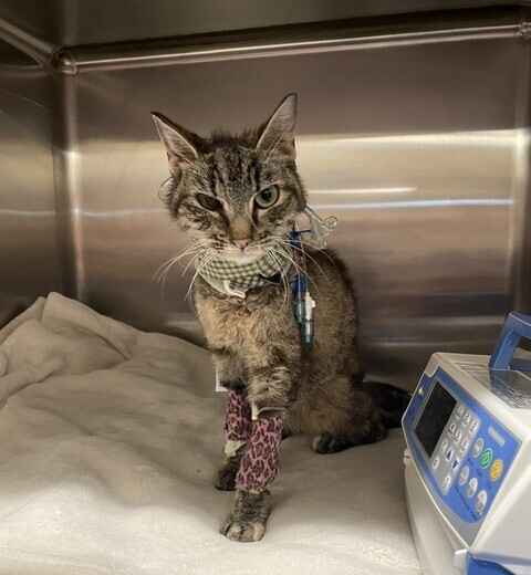 Help Ophelia Keep Fighting image