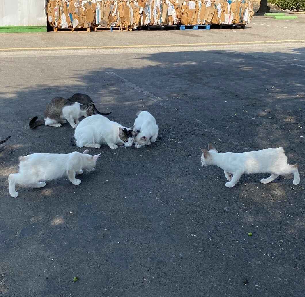Helping People Help Community Cats image