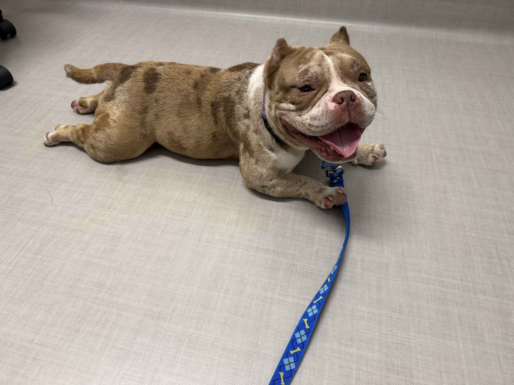 Sweet Baby Angel Dog Needs Surgery to Repair Damage from Home C-Section image