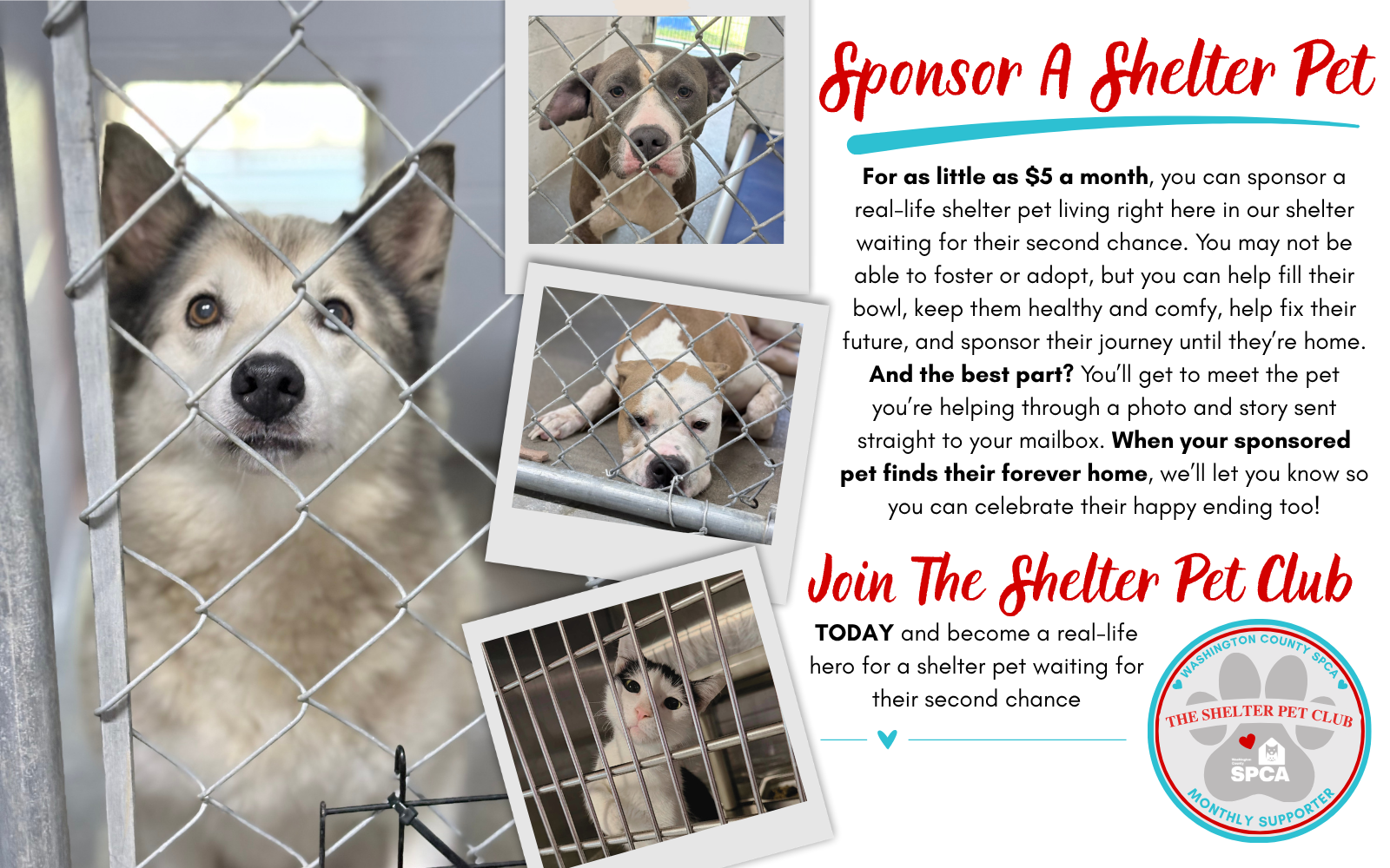Join The Shelter Pet Club Today! image