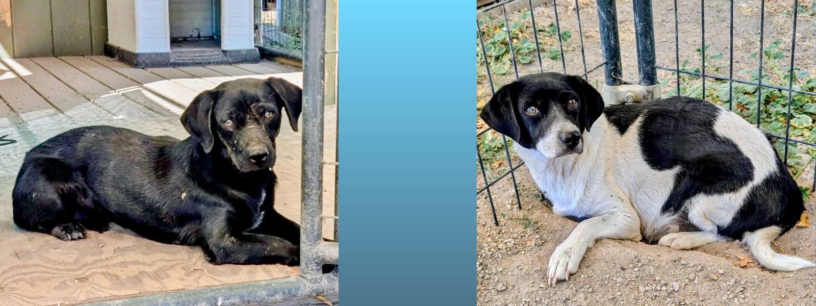 Help Us Care For Stray Dumped Dogs image