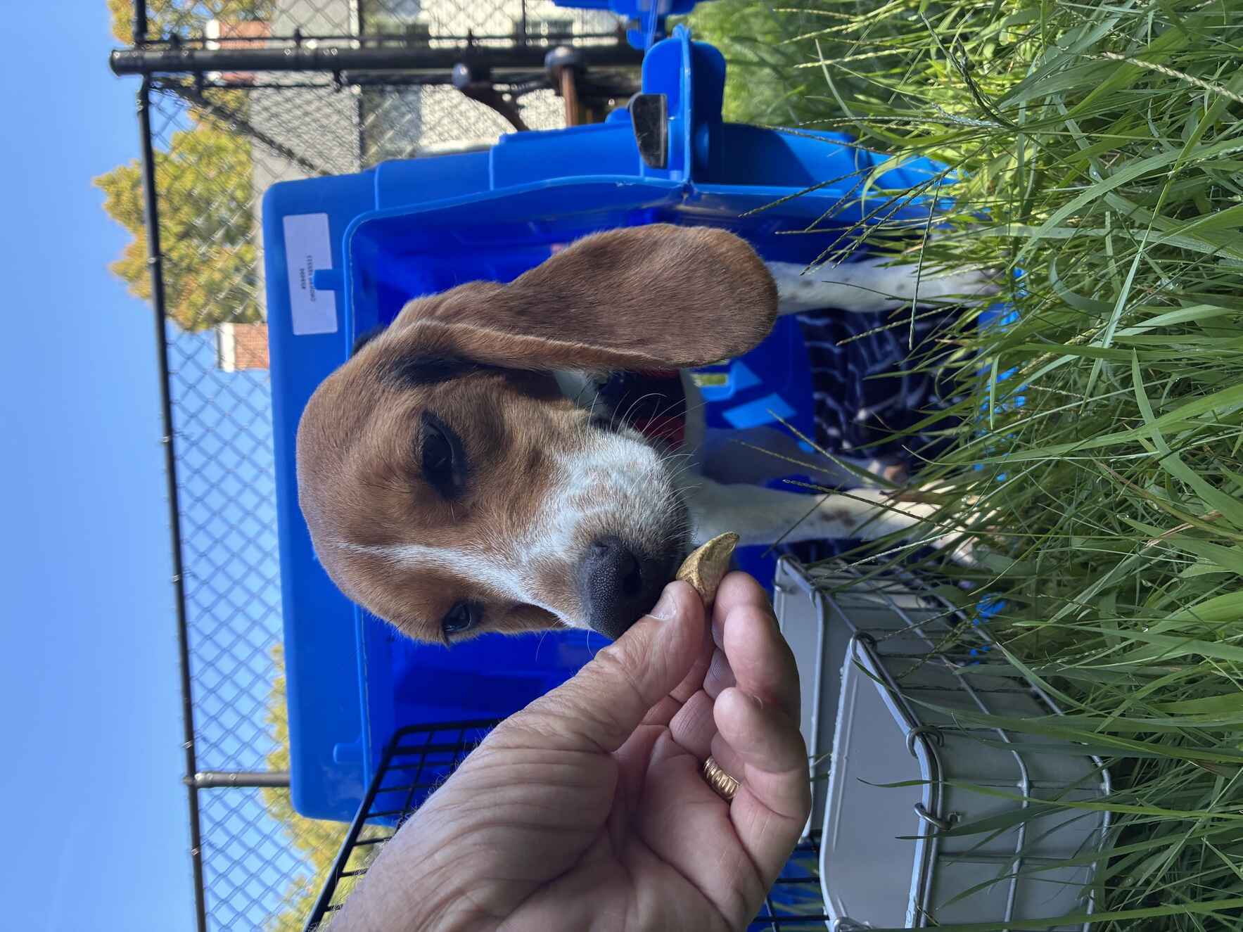 Help support the Beagles released from Marshall Bioresources image