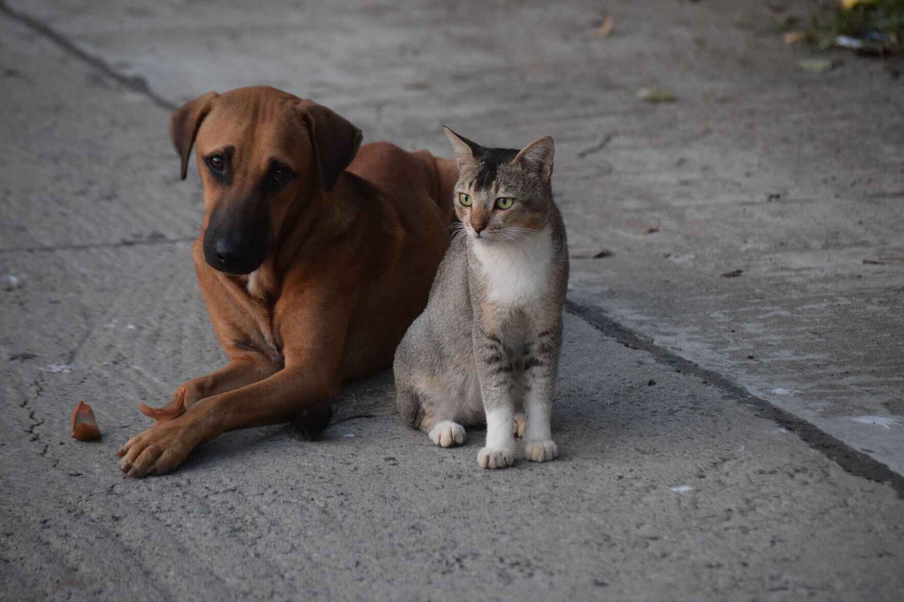 Support homeless animals today. image