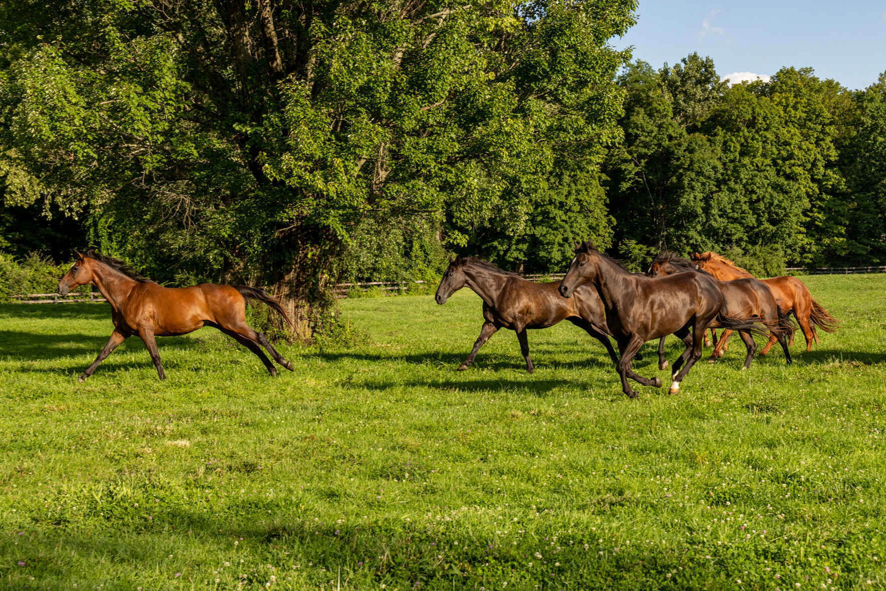 Providing Safe Haven, One Thoroughbred at a Time image