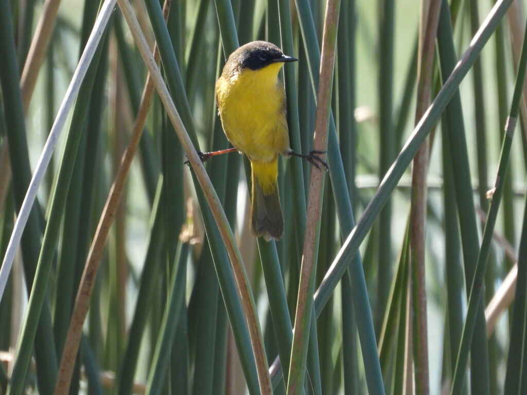 Conserving Mexico's Endemic Black-poll Yellowthroat image