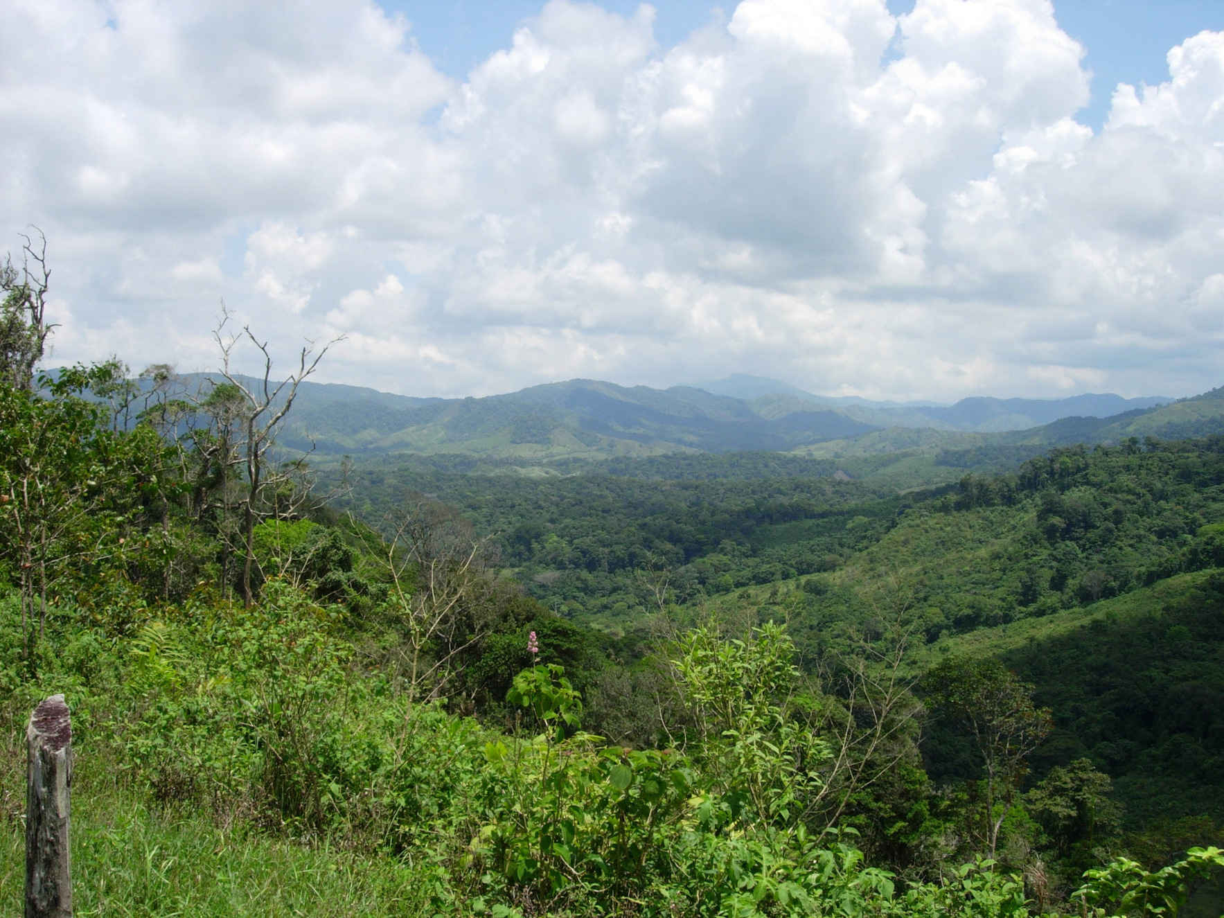 Help preserve a critical portion of the Mesoamerican Biological Corridor. image