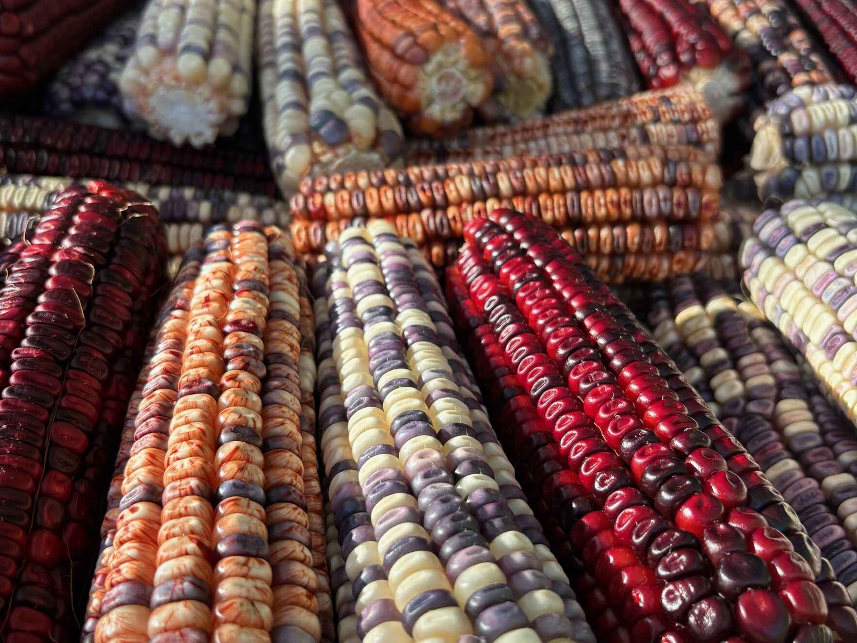 Support the Ohio River Valley Seed Collab image
