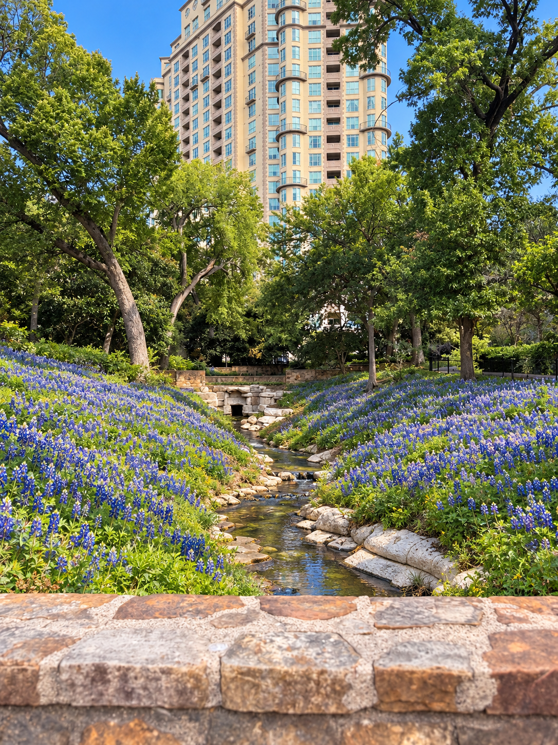 Texas Bluebonnet Garden in Turtle Creek Park  image