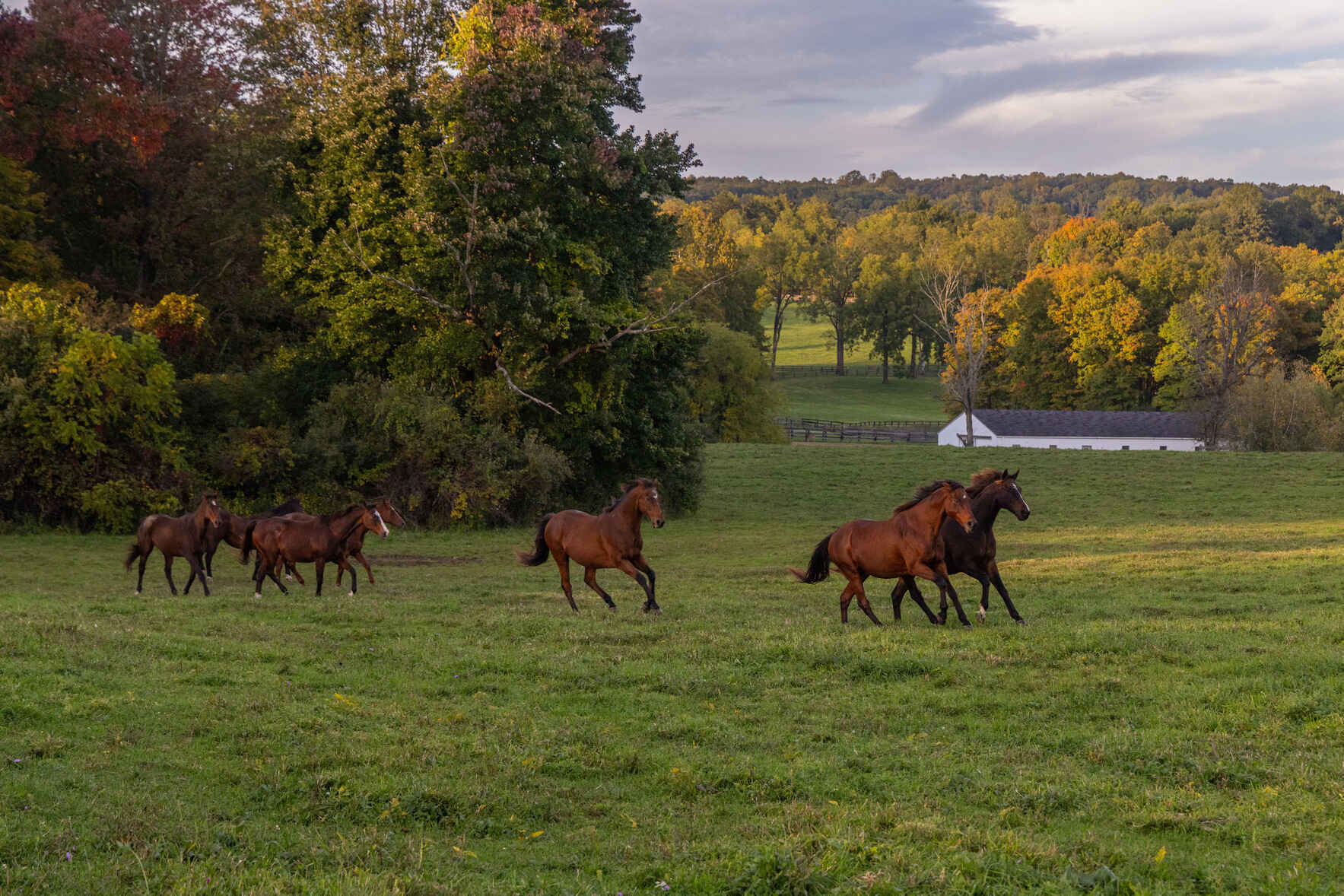 Make a Difference in a Thoroughbred’s Life image