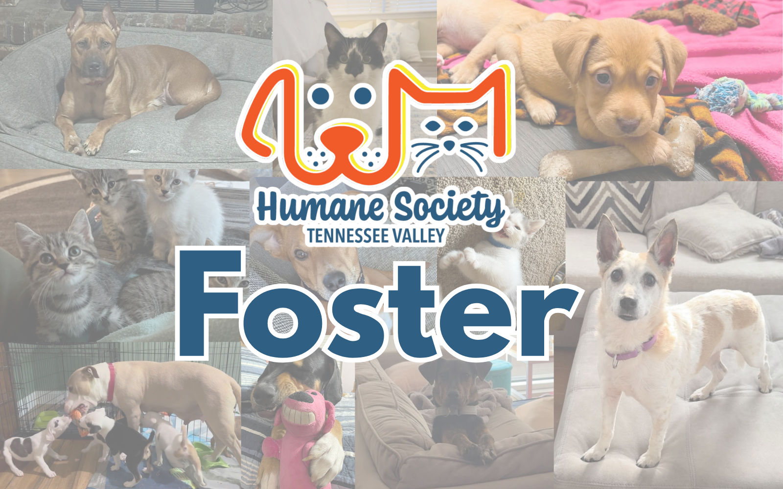 Help Support Our Foster Program image