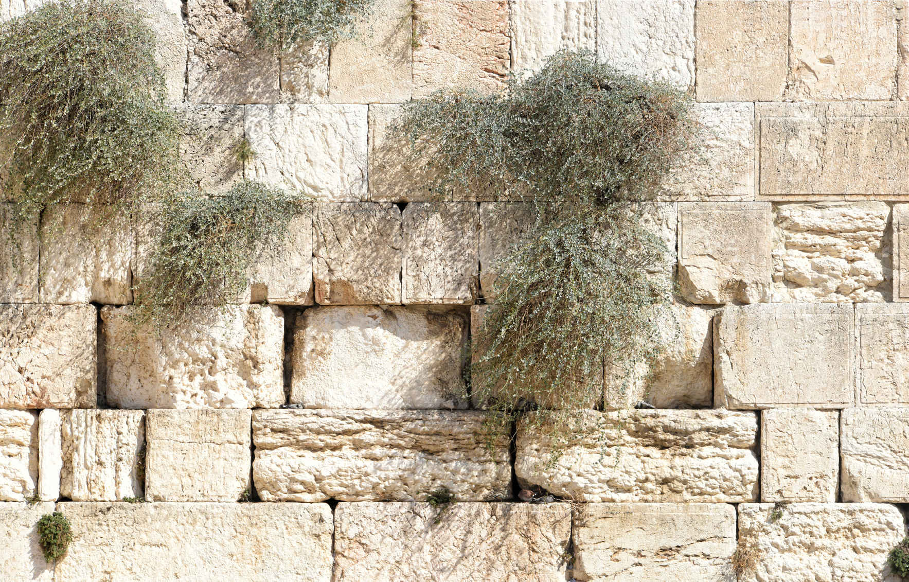 Support IDF Lone Soldiers image