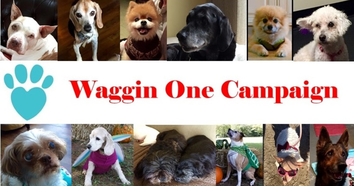 Monkey's House a Dog Hospice and Sanctuary GivingTuesday