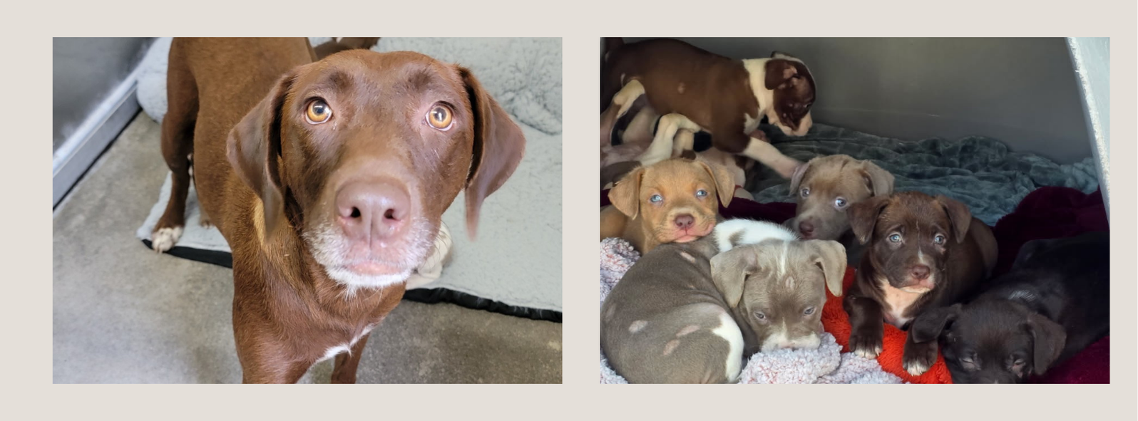 Saving lives and helping dogs find their forever homes since 1999.  image