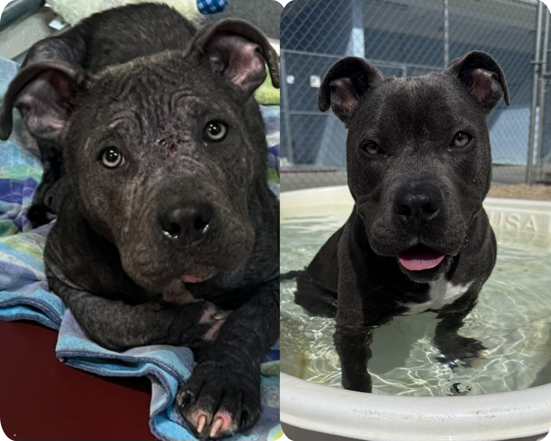 Saving lives and helping dogs find their forever homes since 1999.  image